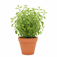 Obraz premium realistic tulsi plant in traditional clay pot isolated on white background