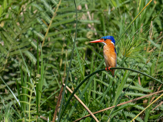 Malachite Kingfisher Perched on Grass in Wetland Habitat
