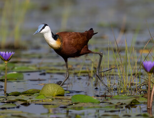 African Jacana Walking on Lily Pads in Wetland Habitat