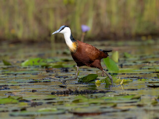 African Jacana foraging in Wetland Habitat