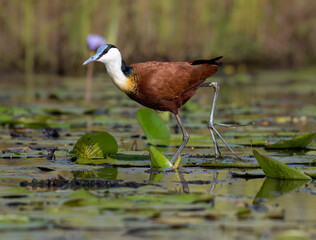 African Jacana foraging in Wetland Habitat