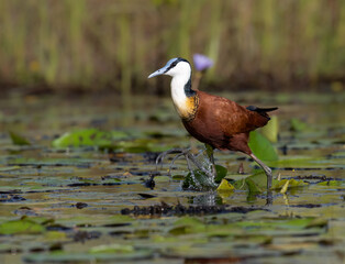African Jacana Foraging on Lily Pads in Wetland