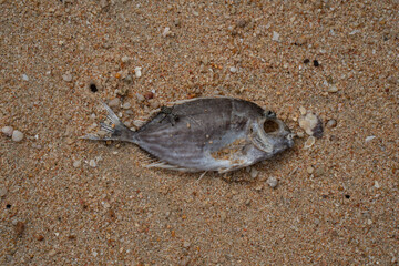 Dead fish with an insect on top