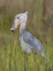 Shoebill Stork Standing in Lush Wetland Habitat