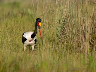 Saddle-Billed Stork Standing in Swamp Grasslands