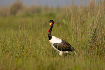 Saddle-Billed Stork Standing in Swamp Grasslands