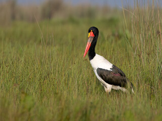 Saddle-Billed Stork Standing in Swamp Grasslands