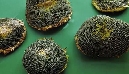 Sunflower head, full of seed. Harvested sunflowers. Harvest concept. Green background