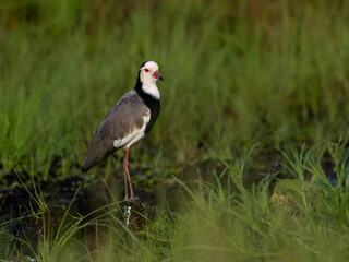  Long-toed Lapwing Standing in Wetland Vegetation
