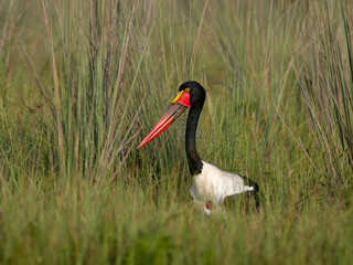 Saddle-Billed Stork Walking Through Marsh Grassland