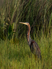 Purple Heron Camouflaged in Lush Wetland Vegetation