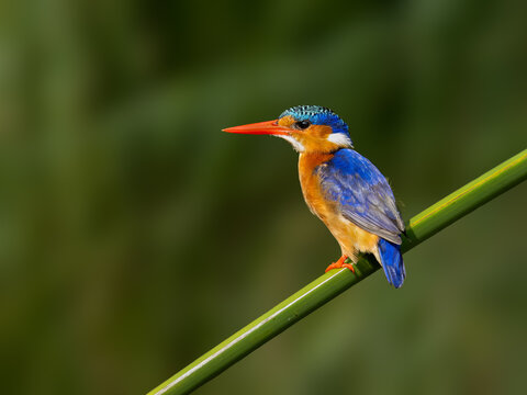 Malachite Kingfisher Perched on Green Bamboo Stem