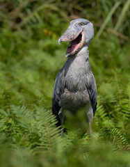Shoebill Stork Yawning Among Lush Green Ferns