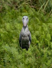 Shoebill Stork Standing Among Lush Green Ferns