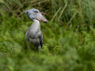 Shoebill Stork Standing Among Lush Green Ferns