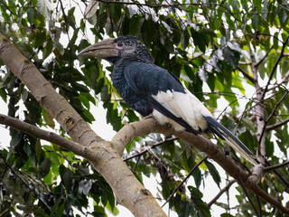 Black-and-white-casqued Hornbill Perched on Branch Surrounded by Green Foliage