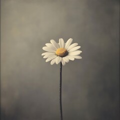 Single daisy with grey background.
