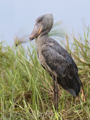 Shoebill Stork Standing in Wetland Grass