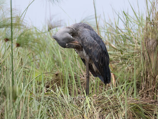 Obraz premium Shoebill Stork Preening in Swamp Grass