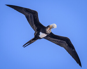 A Lesser Frigatebird (Fregata ariel) preens itself as it flys above Ducie atoll in the South Pacific