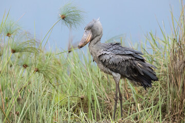 Shoebill Stork Standing in Wetland Grass