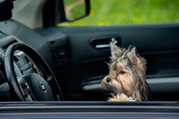 Russia. A curious Yorkshire Terrier puppy looks out of the car in fright