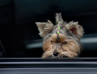 Russia. A curious Yorkshire Terrier puppy looks out of the car in fright