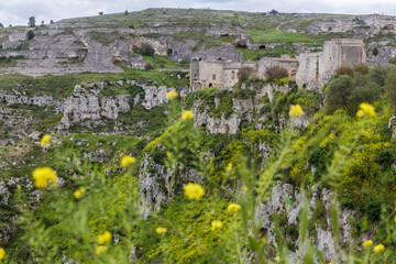 Matera, Italy. Scenic view of the rocky valley and ancient stone buildings in the historic Sassi of Matera, Italy, with wild yellow flowers in the foreground and caves in the cliffs.