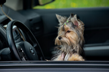 Russia. A curious Yorkshire Terrier puppy looks out of the car in fright