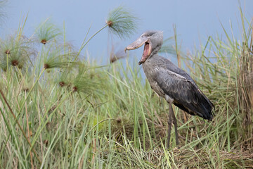 Shoebill Stork Yawning in Wetland Habitat
