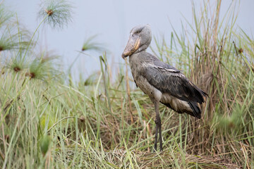 Shoebill Stork Standing in Wetland Grass