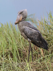Shoebill Stork Standing in Wetland Grass