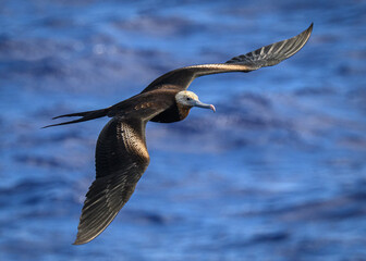 A Lesser Frigatebird (Fregata ariel) flys above Ducie atoll in the South Pacific