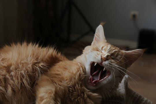 Fun yawning orange cat lying on the sofa with open mouth. Maine coon pet at home interior. Cute kitten with fun face indoors. Natural real colors, shadows from windows. Closeup portrait