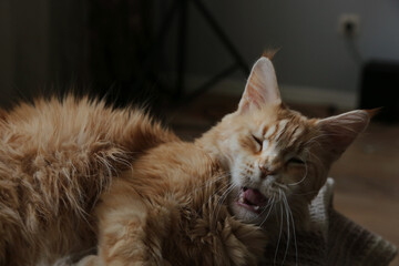 Obraz na płótnie Canvas Fun yawning orange cat lying on the sofa with open mouth. Maine coon pet at home interior. Cute kitten with fun face indoors. Natural real colors, shadows from windows. Closeup portrait