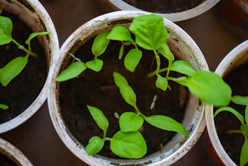 many different seedlings grow in peat glasses. High quality photo