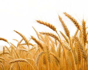 golden wheat field
