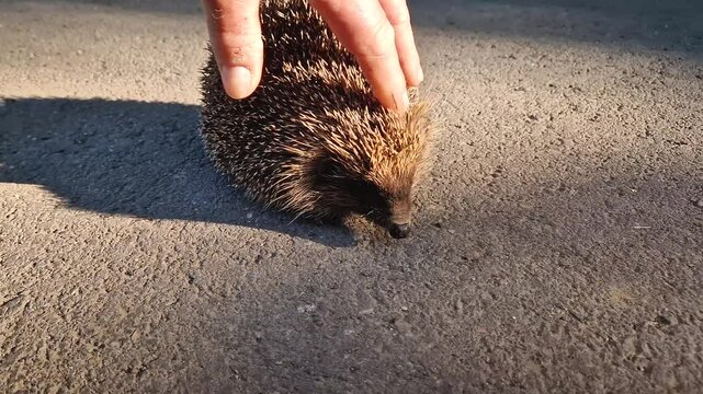 Person hand gently strokes a small hedgehog resting on a sun warmed asphalt road. The creature spiky coat catches sunset soft light. Concept of interplay between wild nature and a caring human touch