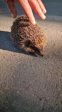 Person hand gently strokes a small hedgehog resting on a sun warmed asphalt road. The creature spiky coat catches sunset soft light. Concept of interplay between wild nature and a caring human touch