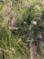 Sunlight Through Wild Grass