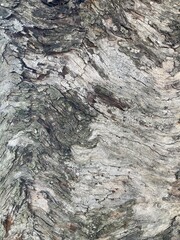 Close-Up of Tree Bark Texture