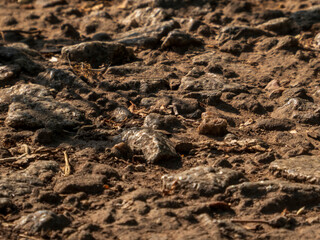 Dusty, rocky, and dry ground with scattered small stones and organic debris