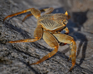 Small brown crab on a rock