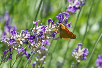 Large Skipper butterfly (Ochlodes sylvanus) perched on lavender plant in Zurich, Switzerland