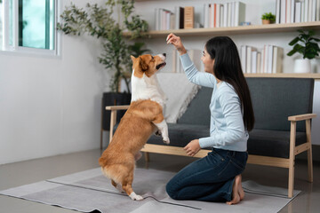 Training and Playtime. A woman teaches her corgi to perform tricks at home.
