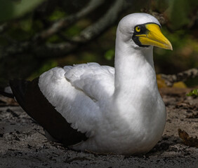 Masked Booby (Sula dactylatra) of Henderson Island in the South Pacific