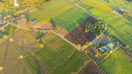 Aerial top view of a vast sunflower field.Scenery a field of yellow sunflowers in beautiful...
