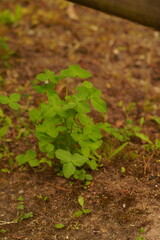 green leaves on the ground