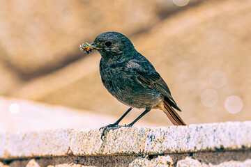bird on a branch