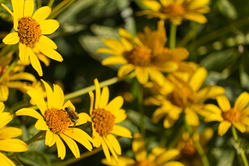 Yellow Flowers blooming in the Garden